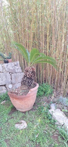 Cycas revoluta altezza tronco - cycas,