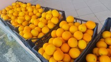 🍊 30 kg Arance Tarocco Di