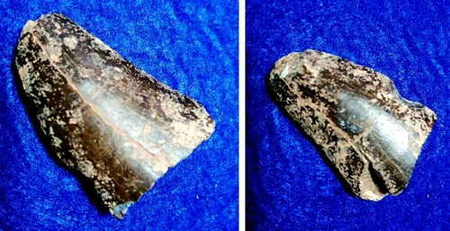 Dente fossile sauropode - fossile,