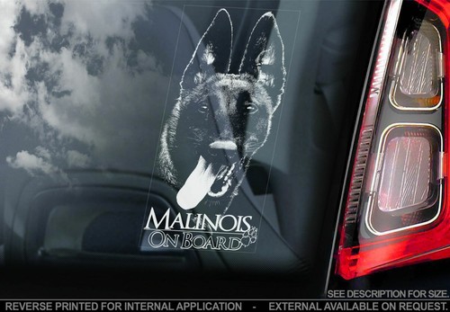 Adesivo auto belga - malinois,