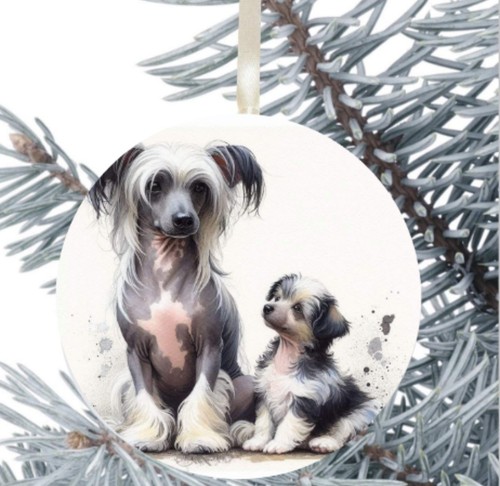 Regalo cane crestato cinese