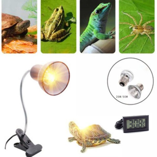Lampadina riscaldante rettile