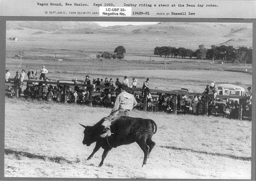 Foto manzo cowboy - manzo, cowboy,