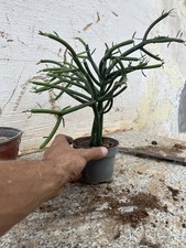 Bonsai Euphorbia Tirucalli