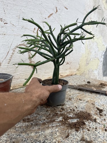 Bonsai euphorbia tirucalli - bonsai,