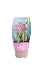 Pianta vera di Orchidea