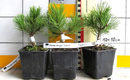 Pinus mugo starkl varietà - "starkl",,