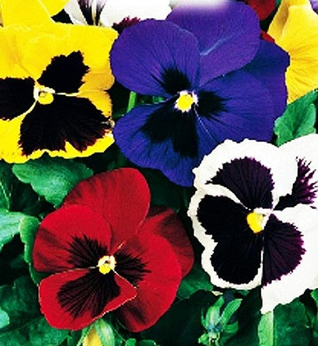 Semi viola del - del, pensiero