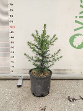 CEDRUS ATLANTICA VASO 20