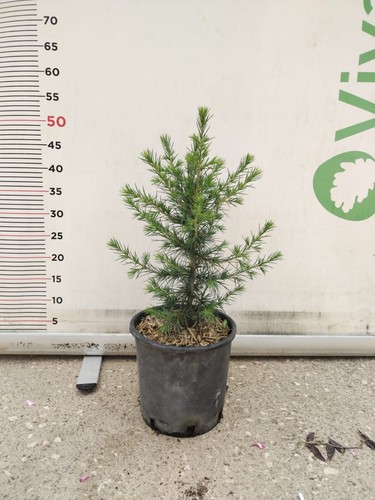 Cedrus atlantica vaso - atlantica, 20