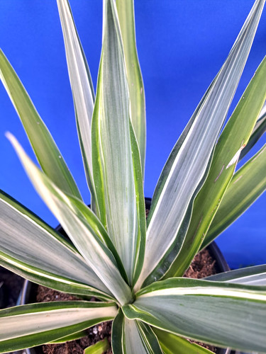 Yucca hybrid moonlight - hybrid, 'moonlight'