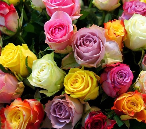 450 semi rose mix di - semi,