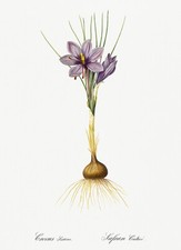 Crocus Sativus - 1805 - Les