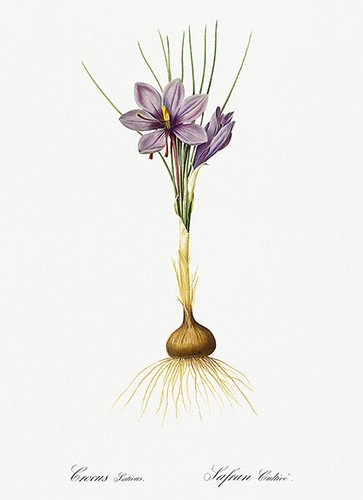 Crocus sativus 1805 les - 1805,