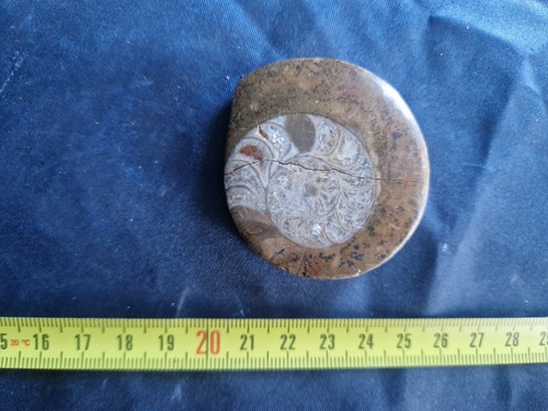 Goniatite fossili cefalopodi - fossili,