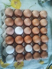 10 UOVA FECONDATE DI OVAIOLE MISTE ISABROWN AUSTRALORP HARCO LIVORNESE FECONDE