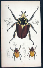 1854, WESTWOOD'S ARCANA ENTOMOLOGICA dipinto a mano GOLIA BEETLE VPJ