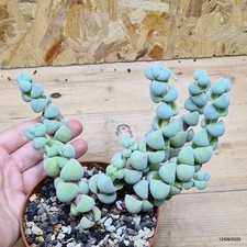Crassula plegmatoides Vaso 10