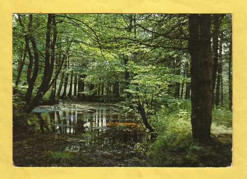 Cartolina gambarie - cartolina,