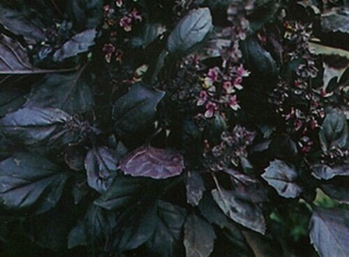 Russian basil drakon - russian, 20+