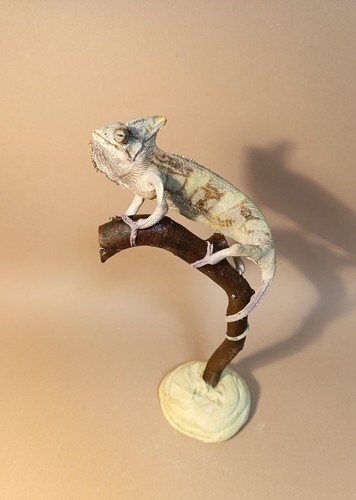 Taxidermy cabinet de - taxidermy,,
