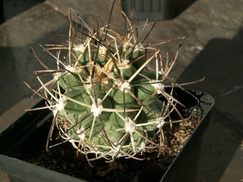 Sclerocactus glaucus 1749 - glaucus,