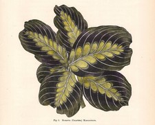 Stampa antica PIANTA MARANTA CALATHEA MASSANGEANA botanica 1896 Antique print