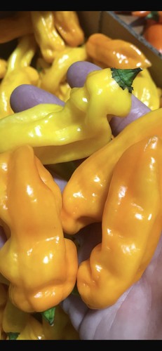 100 peperoncini - 100,