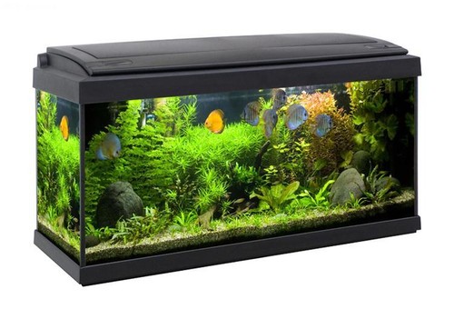 Acquario milo impianto luce - impianto,