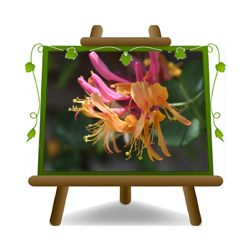 Lonicera heckrotti goldflame - lonicera,