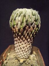 PELECYPHORA ASELLIFORMIS OLD from seed 6,5 CM!! aztekium copiapoa ariocarpus 