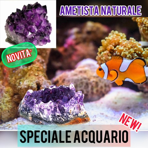 Novità speciale reale - ✅novitÀ,
