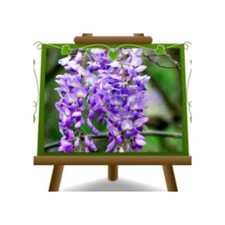 Wisteria Sinensis Prolific