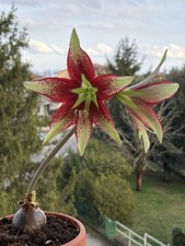Hippeastrum Lapacense hybrid