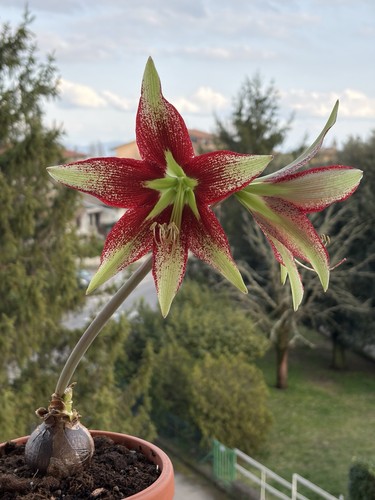 Hippeastrum lapacense hybrid - lapacense,