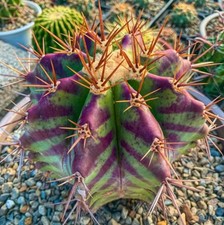Echinocactus grandis seeds - echinocactus,
