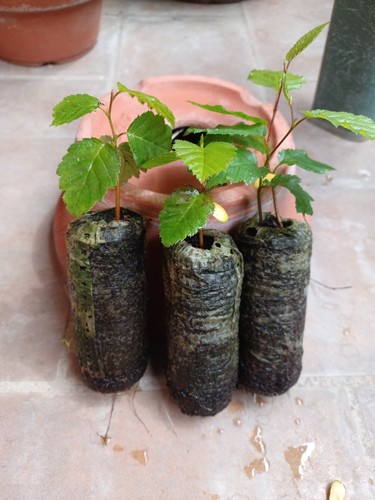 Carpinus betulus carpino - carpinus,