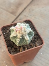 Aztekium Ritterii Vm619 3,5cm Ariocarpus Copiapoa
