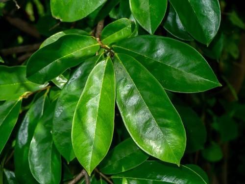 Foglie soursop essiccate - foglie,