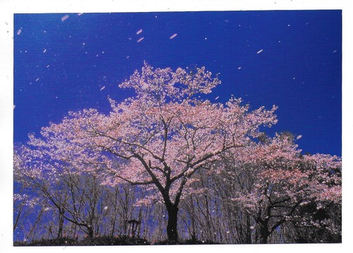 Qsl radio giappone tokyo - radio,