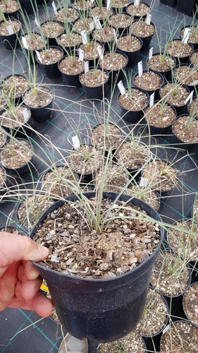Dasylirion cedrosanum - , sp