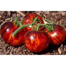 Semi pomodoro regina della - regina,