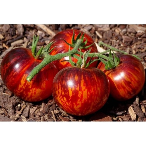 Semi pomodoro regina - regina, della