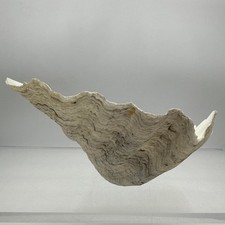 Giant Clam Shell Tridacna