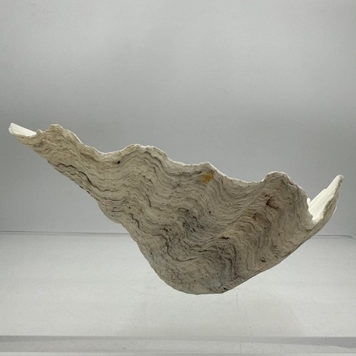 Guscio vongole gigante - di,