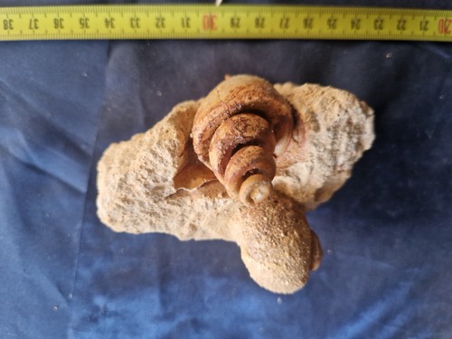 Bellissimo perfetto fossile - e,
