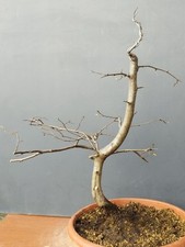 Bonsai di Carpino 50x40cm In Vaso Pianta Da Interno Esterno Robusta Prebonsai ⭐⭐