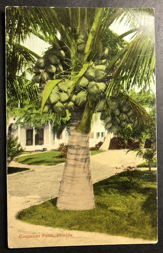Coconut palm florida - florida, stampata