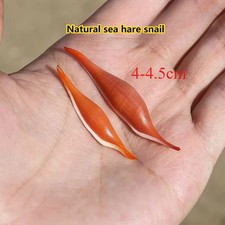 2 Pezzi Rosa Naturale Non