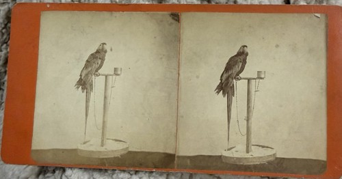 Antique stereoview our - our, pet